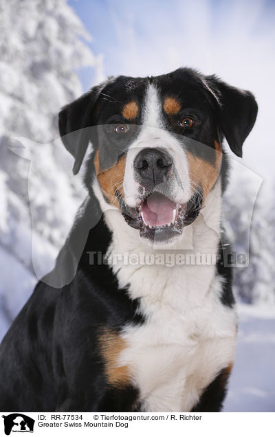 Greater Swiss Mountain Dog / RR-77534