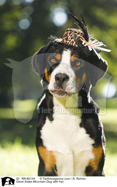 Groer Schweizer Sennenhund mit Hut / Great Swiss Mountain Dog with hat / RR-86144