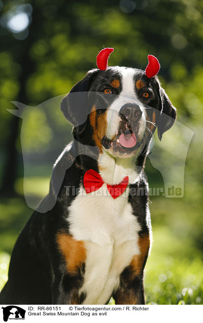 Groer Schweizer Sennenhund als Teufel / Great Swiss Mountain Dog as evil / RR-86151
