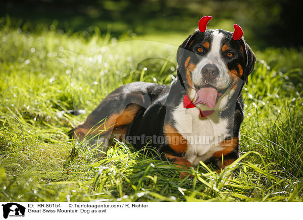 Groer Schweizer Sennenhund als Teufel / Great Swiss Mountain Dog as evil / RR-86154