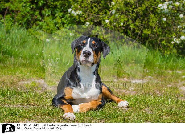 lying Great Swiss Mountain Dog / SST-16443