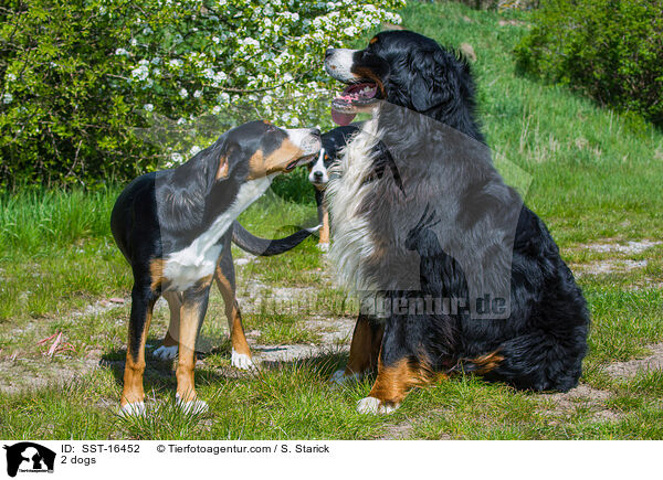 2 dogs / SST-16452