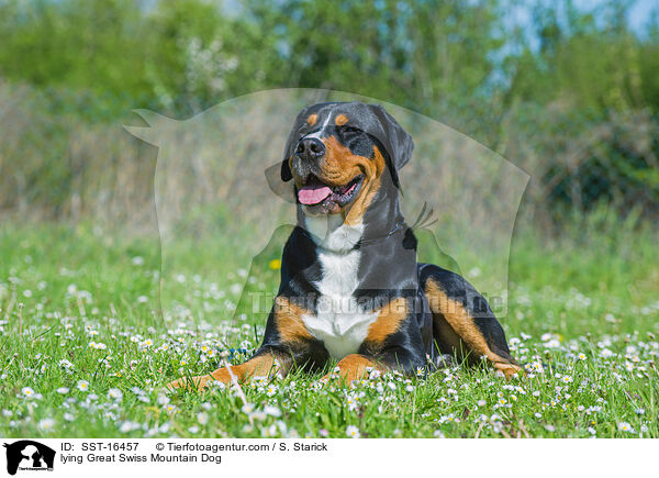 lying Great Swiss Mountain Dog / SST-16457