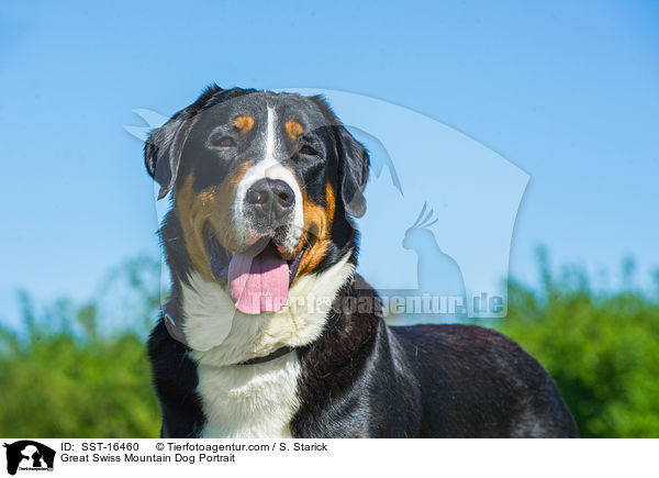 Great Swiss Mountain Dog Portrait / SST-16460