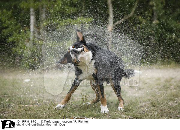 shaking Great Swiss Mountain Dog / RR-91876