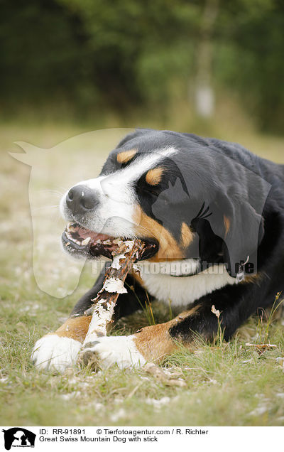 Groer Schweizer Sennenhund mit Stock / Great Swiss Mountain Dog with stick / RR-91891