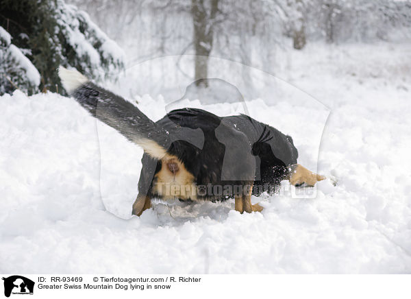 Greater Swiss Mountain Dog lying in snow / RR-93469