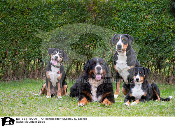 Swiss Mountain Dogs / SST-19296
