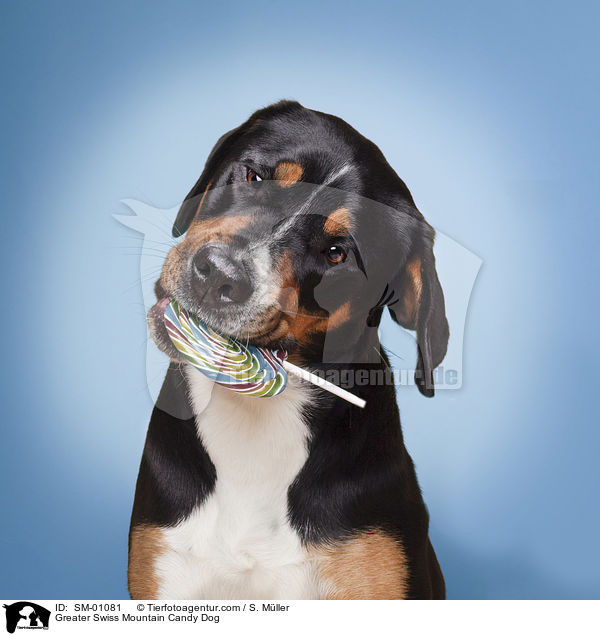 Groer Schweizer Sennenhund Candy Dog / Greater Swiss Mountain Candy Dog / SM-01081