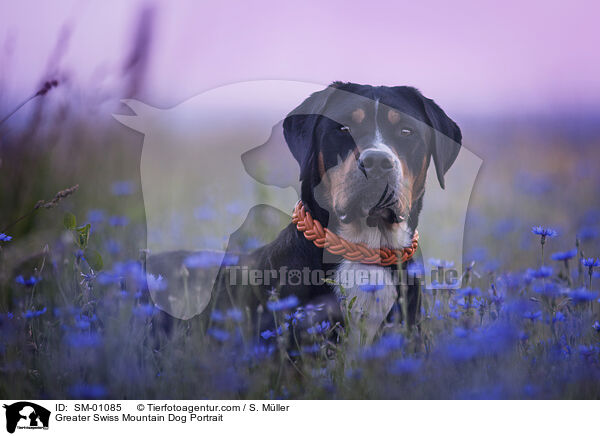 Groer Schweizer Sennenhund Portrait / Greater Swiss Mountain Dog Portrait / SM-01085