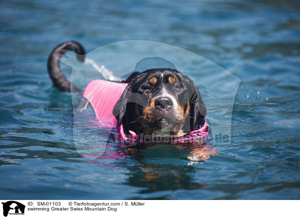 schwimmender Groer Schweizer Sennenhund / swimming Greater Swiss Mountain Dog / SM-01103