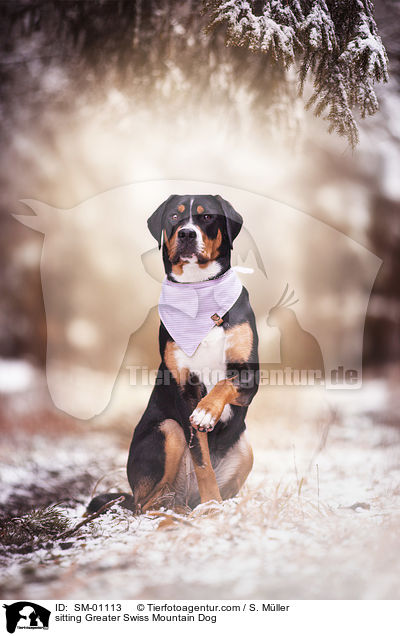 sitting Greater Swiss Mountain Dog / SM-01113