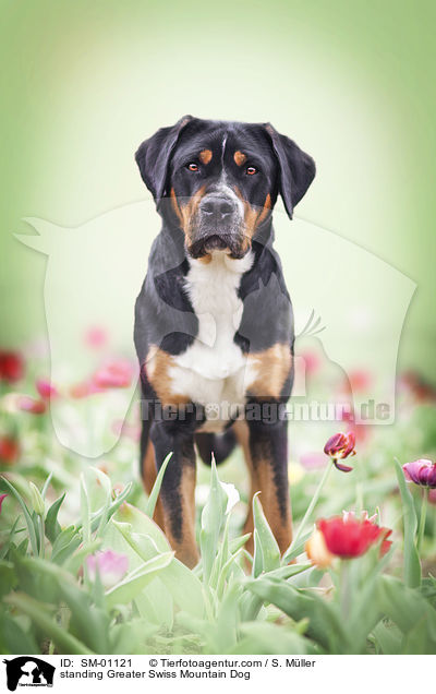 standing Greater Swiss Mountain Dog / SM-01121
