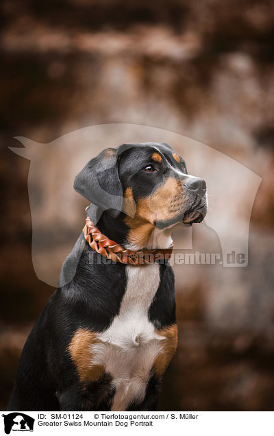 Greater Swiss Mountain Dog Portrait / SM-01124