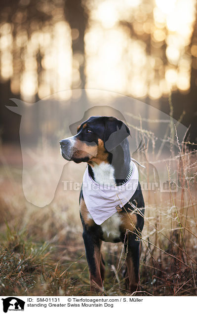 stehender Groer Schweizer Sennenhund / standing Greater Swiss Mountain Dog / SM-01131