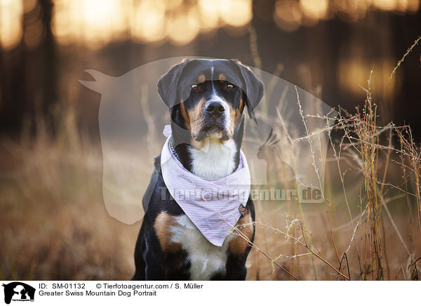 Greater Swiss Mountain Dog Portrait / SM-01132