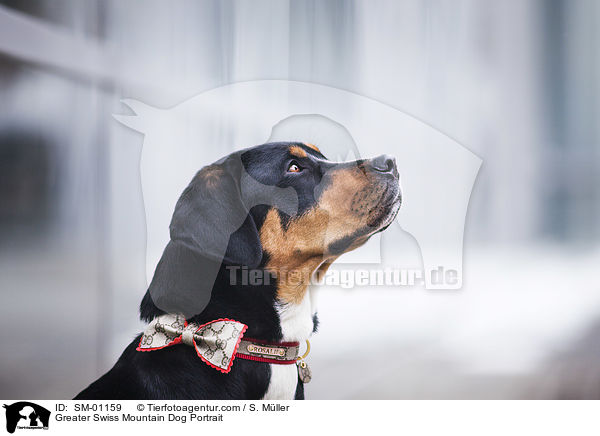 Groer Schweizer Sennenhund Portrait / Greater Swiss Mountain Dog Portrait / SM-01159