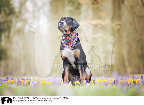 sitzender Groer Schweizer Sennenhund / sitting Greater Swiss Mountain Dog / SM-01177
