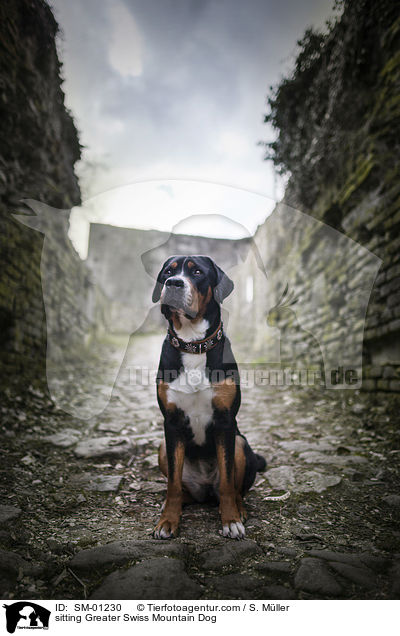 sitzender Groer Schweizer Sennenhund / sitting Greater Swiss Mountain Dog / SM-01230
