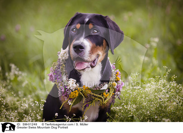 Groer Schweizer Sennenhund Portrait / Greater Swiss Mountain Dog Portrait / SM-01248
