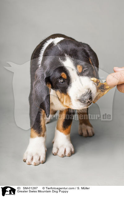 Groer Schweizer Sennenhund Welpe / Greater Swiss Mountain Dog Puppy / SM-01287
