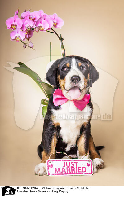 Groer Schweizer Sennenhund Welpe / Greater Swiss Mountain Dog Puppy / SM-01294