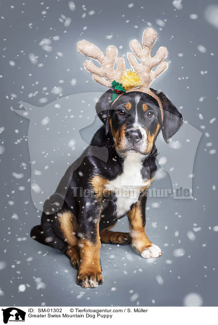 Groer Schweizer Sennenhund Welpe / Greater Swiss Mountain Dog Puppy / SM-01302