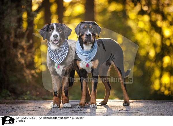 2 Hunde / 2 dogs / SM-01362