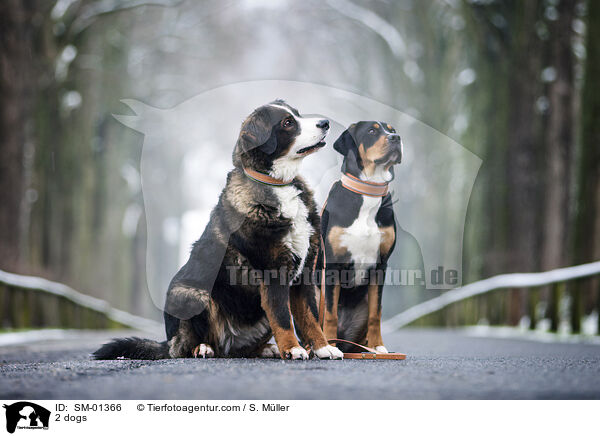 2 Hunde / 2 dogs / SM-01366