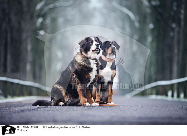 2 Hunde / 2 dogs / SM-01368