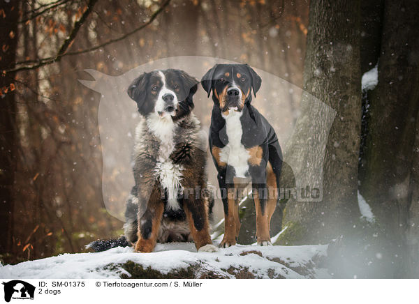 2 Hunde / 2 dogs / SM-01375