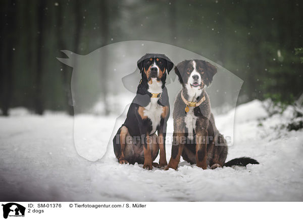 2 Hunde / 2 dogs / SM-01376