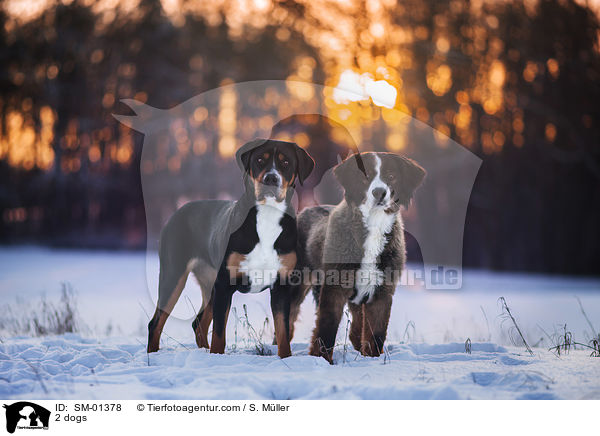 2 Hunde / 2 dogs / SM-01378