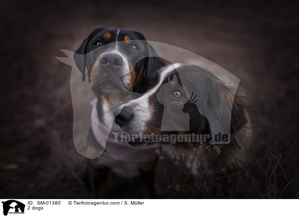 2 Hunde / 2 dogs / SM-01380