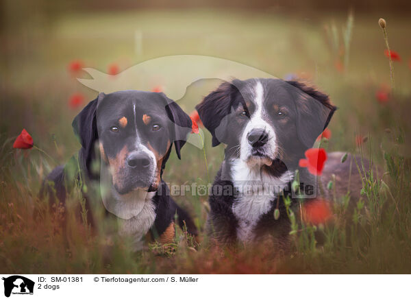 2 Hunde / 2 dogs / SM-01381