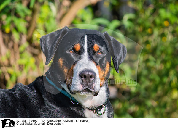 Great Swiss Mountain Dog portrait / SST-19465