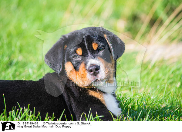 lying Great Swiss Mountain Dog Puppy / SST-19468
