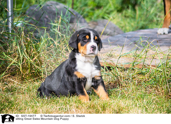 sitting Great Swiss Mountain Dog Puppy / SST-19477