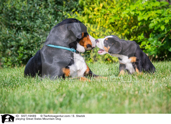 playing Great Swiss Mountain Dog / SST-19489