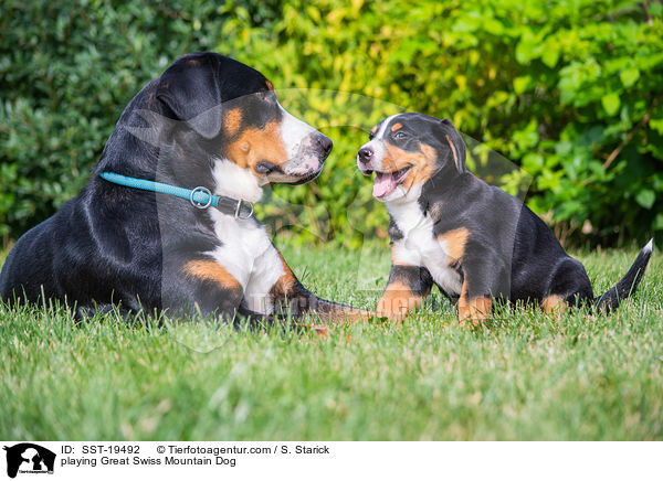 playing Great Swiss Mountain Dog / SST-19492