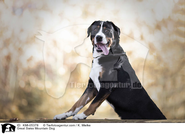Great Swiss Mountain Dog / KMI-05378