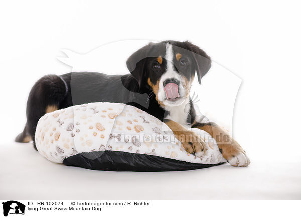 liegender Groer Schweizer Sennenhund / lying Great Swiss Mountain Dog / RR-102074
