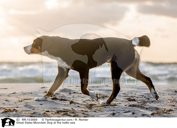 Groer Schweizer Sennenhund an der Ostsee / Great Swiss Mountain Dog at the baltic sea / RR-103889