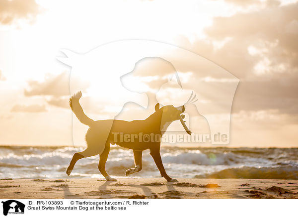 Groer Schweizer Sennenhund an der Ostsee / Great Swiss Mountain Dog at the baltic sea / RR-103893