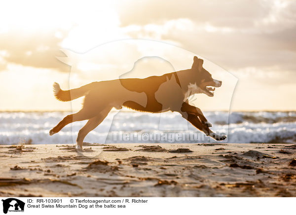Groer Schweizer Sennenhund an der Ostsee / Great Swiss Mountain Dog at the baltic sea / RR-103901