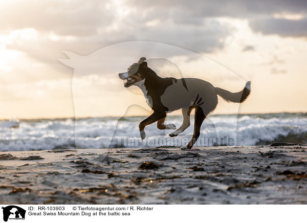 Groer Schweizer Sennenhund an der Ostsee / Great Swiss Mountain Dog at the baltic sea / RR-103903