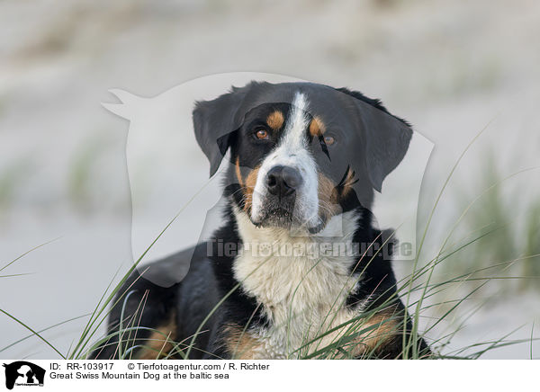 Groer Schweizer Sennenhund an der Ostsee / Great Swiss Mountain Dog at the baltic sea / RR-103917