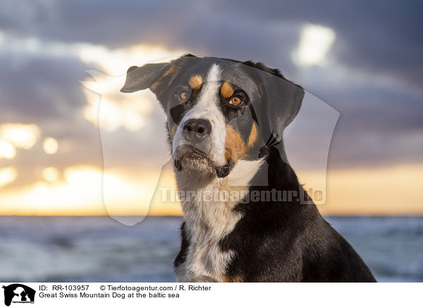 Groer Schweizer Sennenhund an der Ostsee / Great Swiss Mountain Dog at the baltic sea / RR-103957