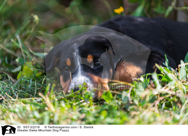 Greater Swiss Mountain Dog Puppy / SST-22216
