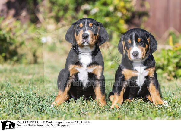 Greater Swiss Mountain Dog Puppies / SST-22232